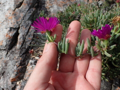 Lampranthus coralliflorus