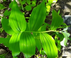 Polygonatum biflorum