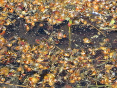 Podostemoideae