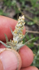 Gamochaeta antillana