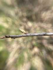 Callirhytis medularis