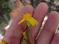 Senecio junceus