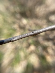 Callirhytis medularis