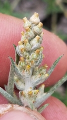 Gamochaeta antillana