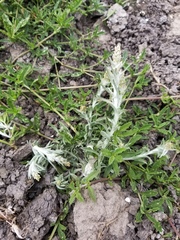 Gamochaeta antillana