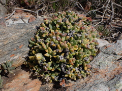 Corpuscularia