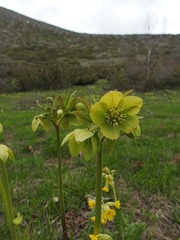 Helleborus cyclophyllus