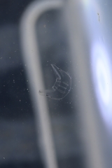 Bolinopsis microptera