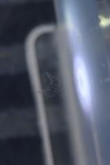 Bolinopsis microptera