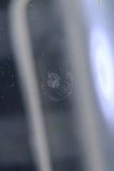 Bolinopsis microptera