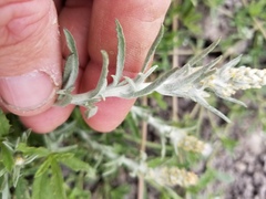 Gamochaeta antillana