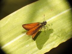 Ancyloxypha nitedula