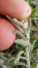 Gamochaeta antillana