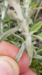 Gamochaeta antillana