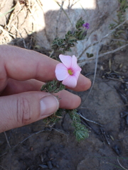 Oxalis bifurca