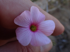 Oxalis bifurca