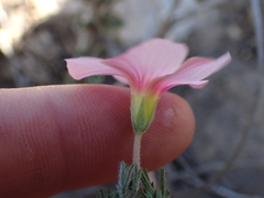 Oxalis bifurca