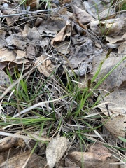 Carex ericetorum