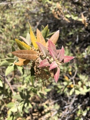 Quercus peninsularis
