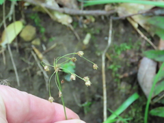 Luzula acuminata carolinae
