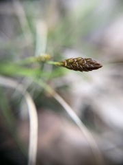 Carex ericetorum