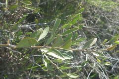 Gymnosporia elliptica