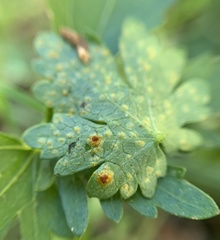 Puccinia modiolae