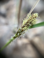 Carex ericetorum