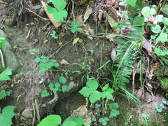 Luzula acuminata carolinae