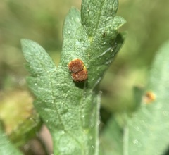 Puccinia modiolae