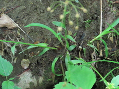 Luzula acuminata carolinae