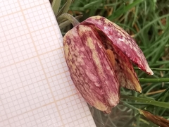 Fritillaria montana