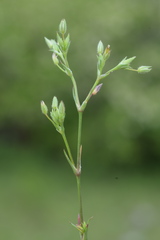 Sabulina tenuifolia