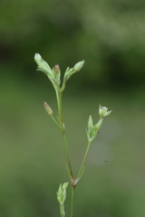 Sabulina tenuifolia