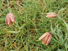 Fritillaria montana
