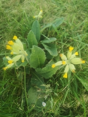 Primula veris veris