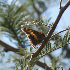 Charaxes achaemenes achaemenes