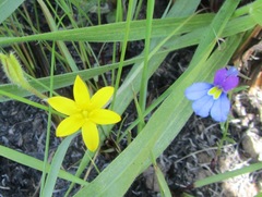 Hypoxis argentea