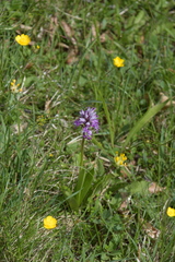 Orchis militaris