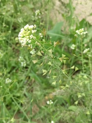 Capsella bursa-pastoris