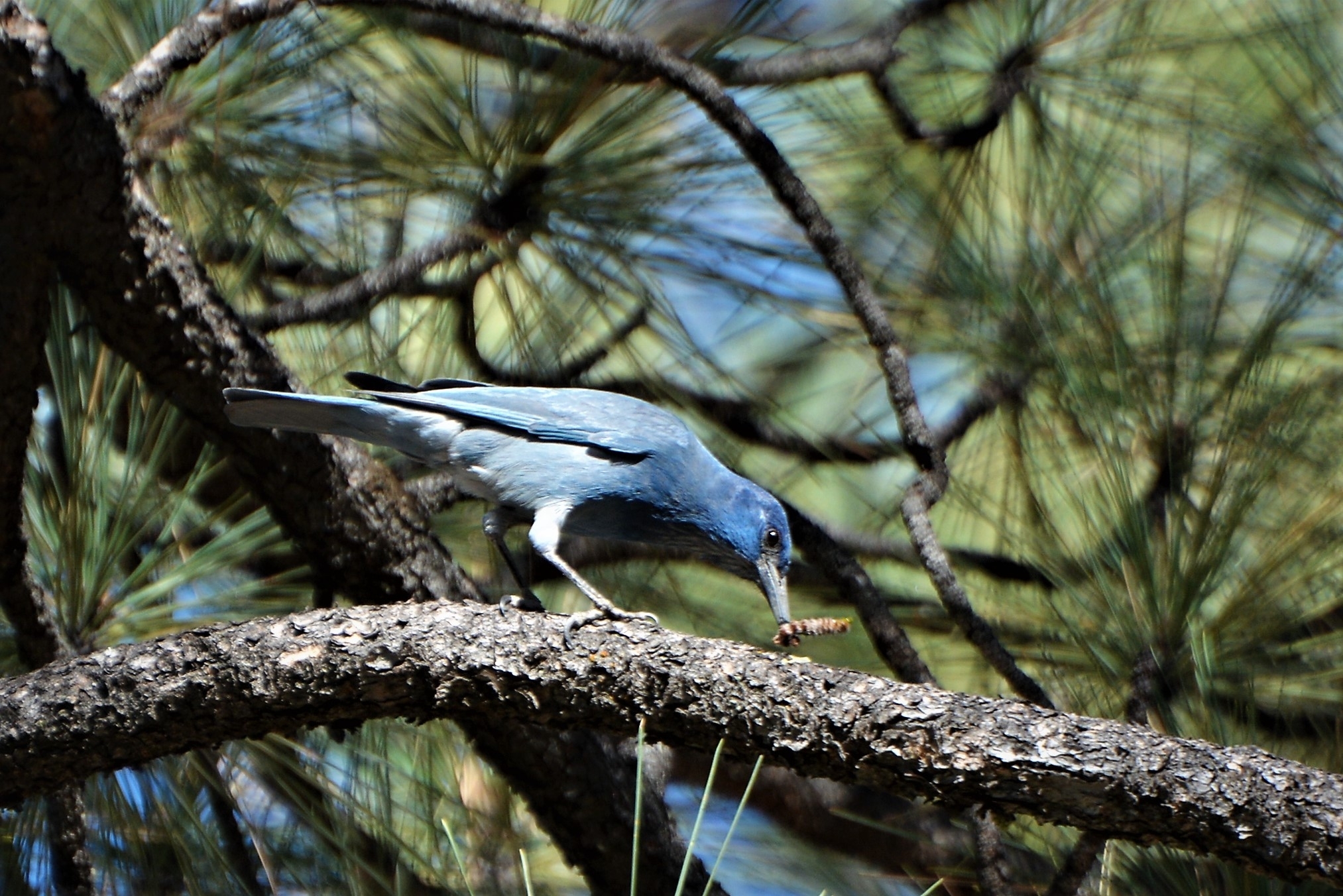 Pinyon Jay (Gymnorhinus cyanocephalus)