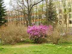 Rhododendron ledebourii