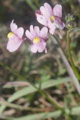 Nemesia caerulea