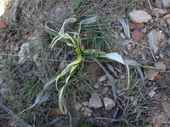 Hypoxis stellipilis