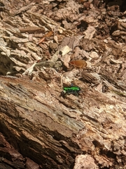 Cicindela sexguttata
