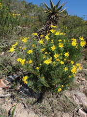 Euryops euryopoides