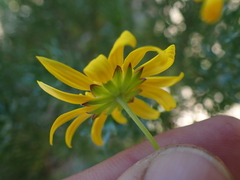 Euryops euryopoides