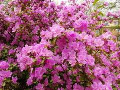 Rhododendron ledebourii