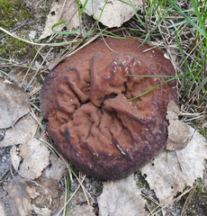 Discinaceae