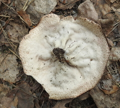 Discinaceae
